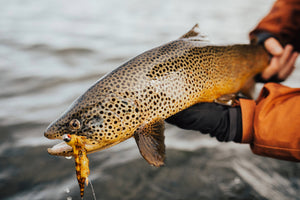 Spring Runoff Solved: Tim Cammisa's Tactics for Success
