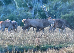 Stag Hunts Estancia-tres-lagos.jpg__PID:988ee5cd-4944-4656-acf1-faba94caa730